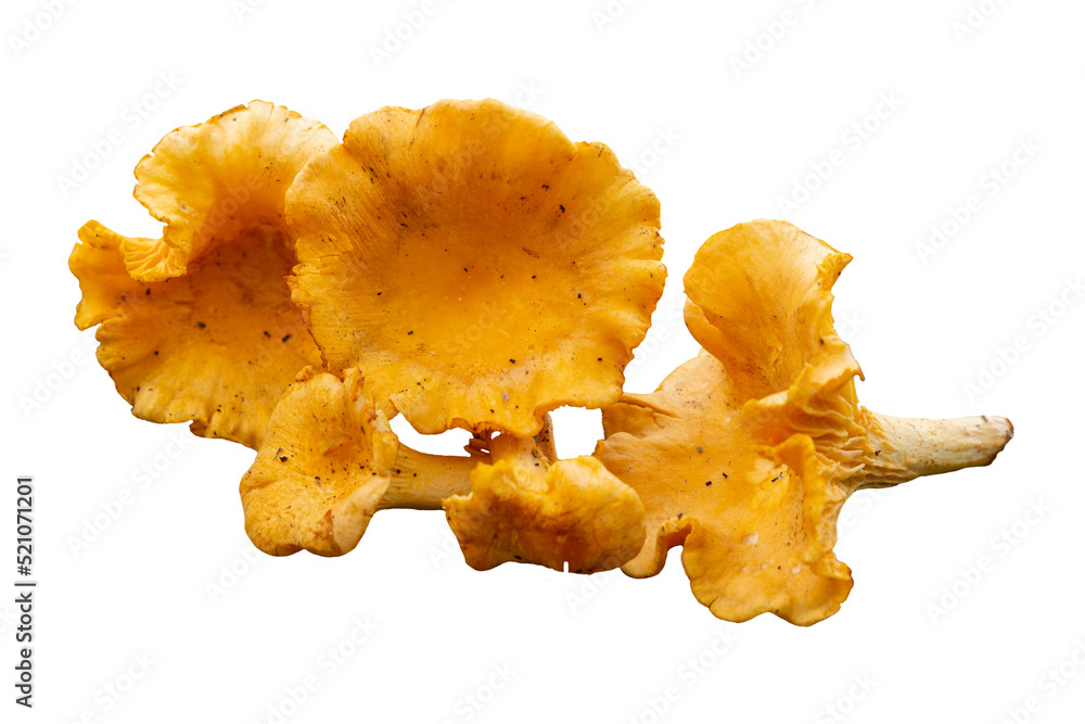 Freshly picked yellow golden chanterelles. Cantharellus cibarius, wild edible mushrooms, autumn feeling. Isolated png photography, transparent background. Cut out asset for overlay, montage, collage. Freshly picked yellow golden chanterelles. Cantharellus cibarius, wild edible mushrooms, autumn feeling. Isolated png photography, transparent background. Cut out asset for overlay, montage, collage.