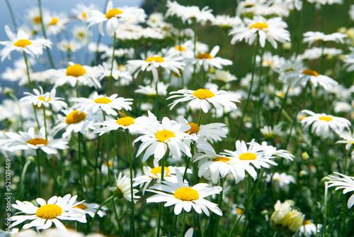 wild daisies in the mountains