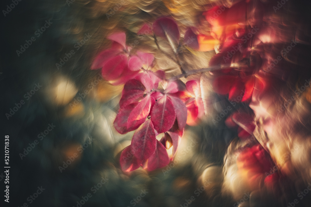 Flowers- soft focus effect. Depth of field Flowers- soft focus effect. Depth of field