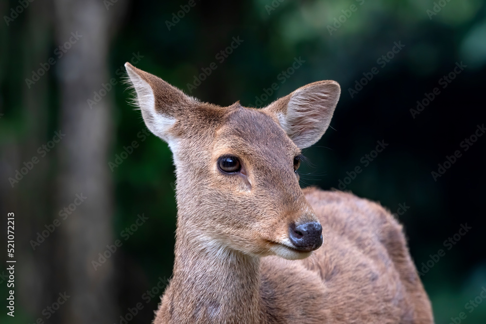 Fototapeta premium Close up photos of female sambar deer