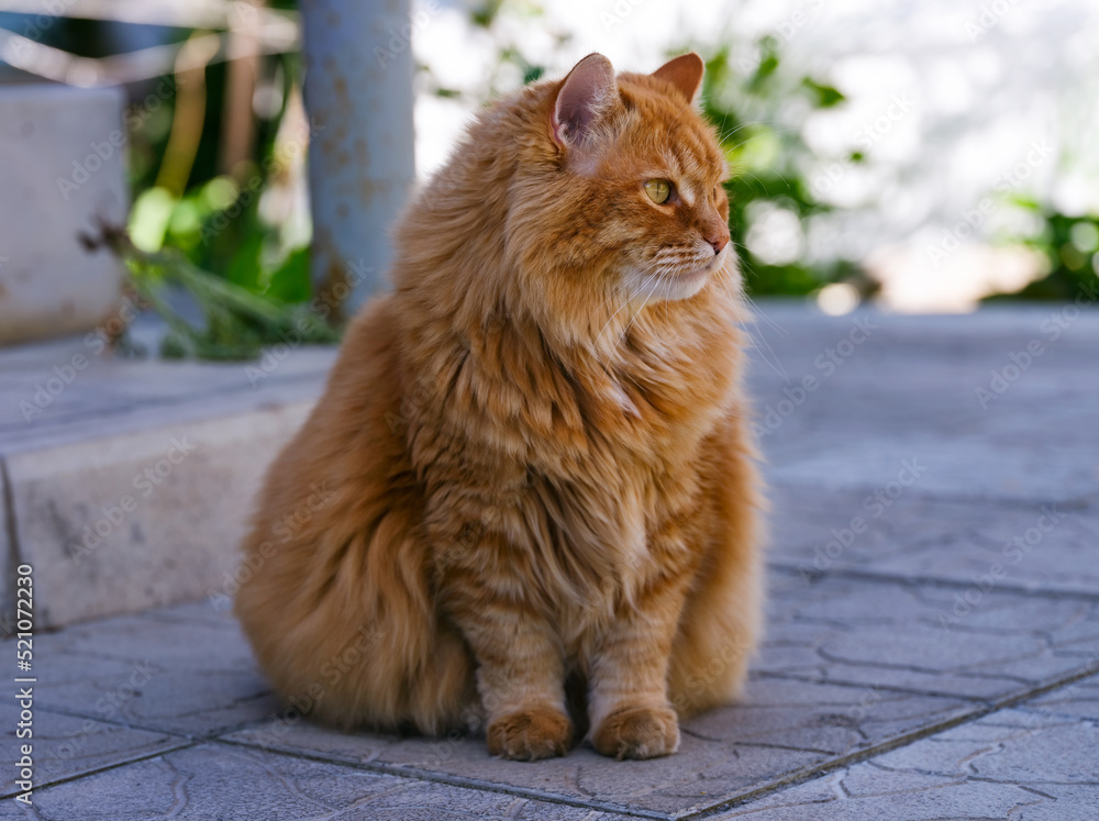 Ginger cat seating outdoors. Stock Photo Adobe Stock