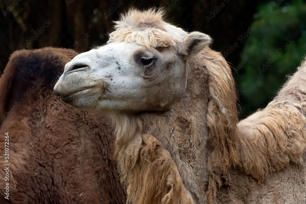 Close up photos of camel heads

