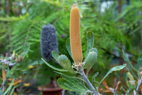Banksia serrata, saw banksia called also old man banksia. Tree with fruits and spines photo