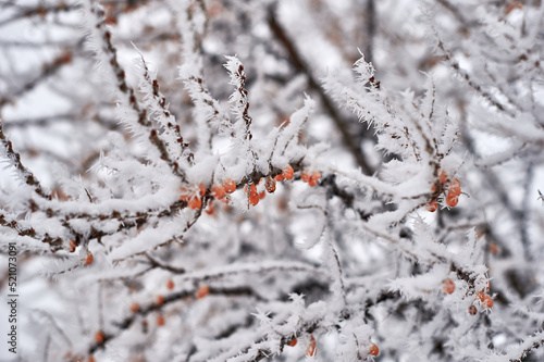 Ice covered red rosehip berries in cold winter weather on blurred background