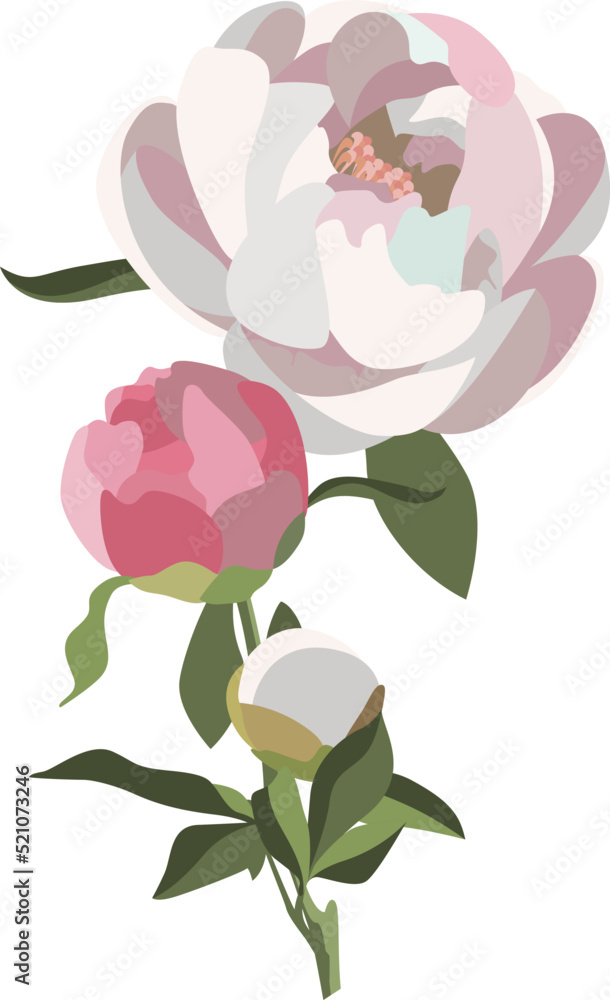 Peony floral composition, three white and pink flowers with greenery. Wedding card decoration. Romantic background.