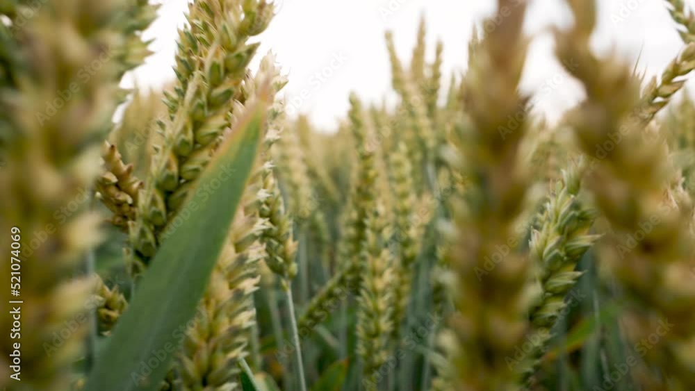 Wheat close-up. View of ripening wheat field at summer day. Agriculture industry Wheat close-up. View of ripening wheat field at summer day. Agriculture industry