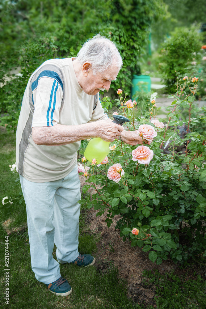 An 88-year-old man with gray hair is watering flowers in the garden. Active work in the garden of old age An 88-year-old man with gray hair is watering flowers in the garden. Active work in the garden of old age