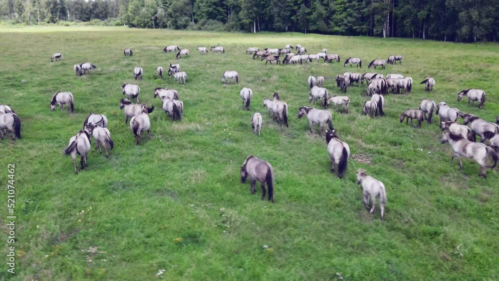 Aerial view of Tarpan horses in nature. Wild horses. Wildlife and nature background. Herd of wild horses Tarpan on the pasture. Wlld life concepts. Aerial view of Tarpan horses in nature. Wild horses. Wildlife and nature background. Herd of wild horses Tarpan on the pasture. Wlld life concepts.