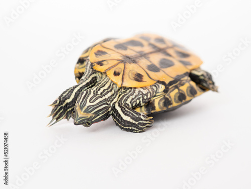 A red-eared turtle on a white background in an inverted shell lies with its paws to the top, arched its neck, trying to turn over, close-up, selective focus photo