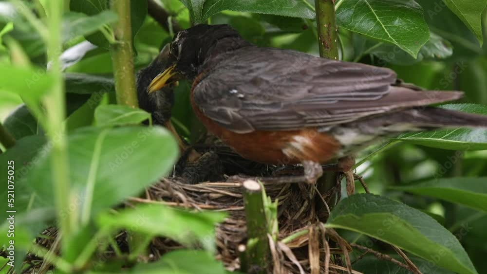Robin With Babies on Three Nest Eating One of The Baby's Poop
Robin With Babies on Three Nest Eating One of The Baby's Poop