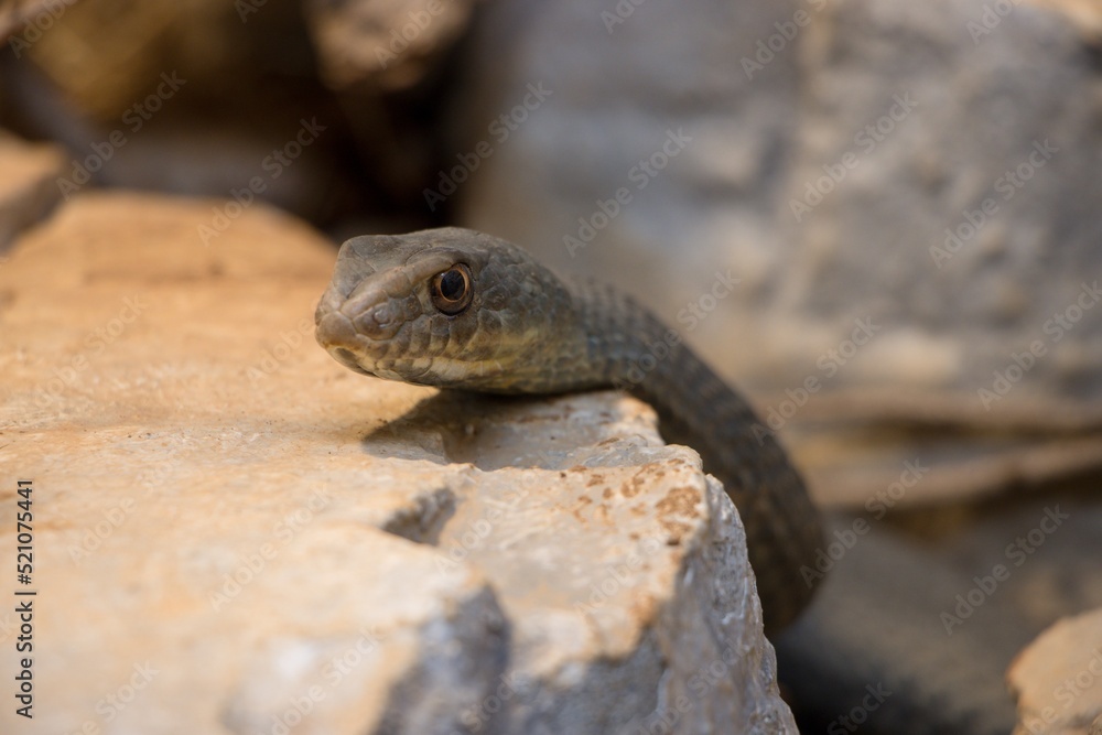 Obraz premium Eastern Montpellier Snake