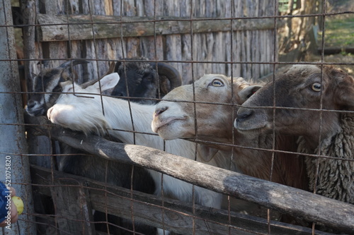 Sheep and goats behind the fence. Farm outdoors. Animal rearing. Meat and wool. Herd of ungulates. Close-up. Zoo.