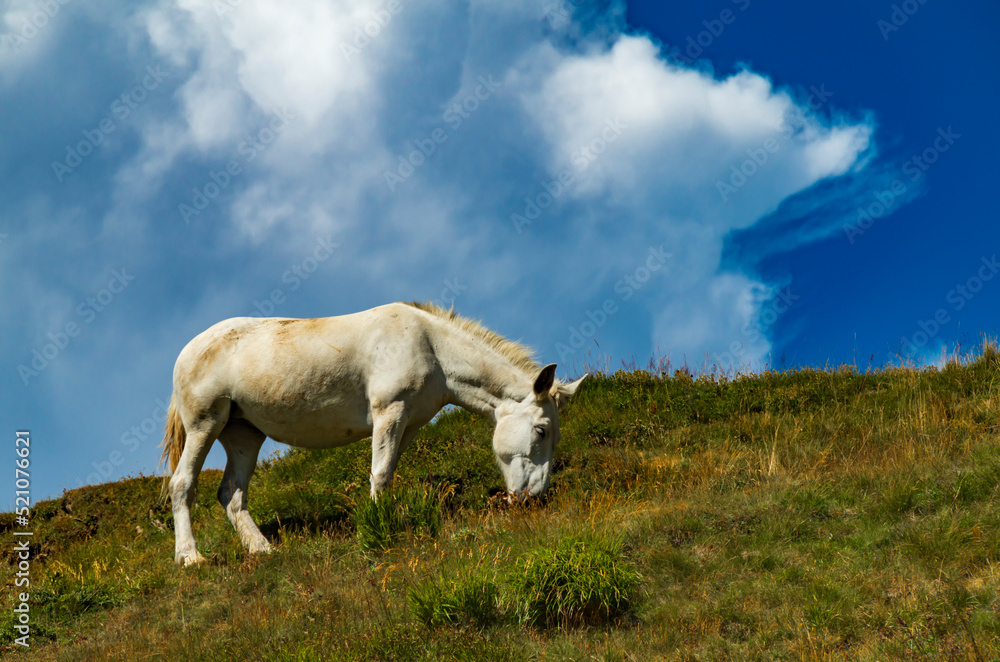 Equino al  pascolo in alto Appennino in estate