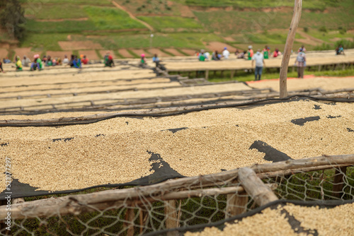 African Amerian workers standing near drying racks at coffee farm, Rwanda photo