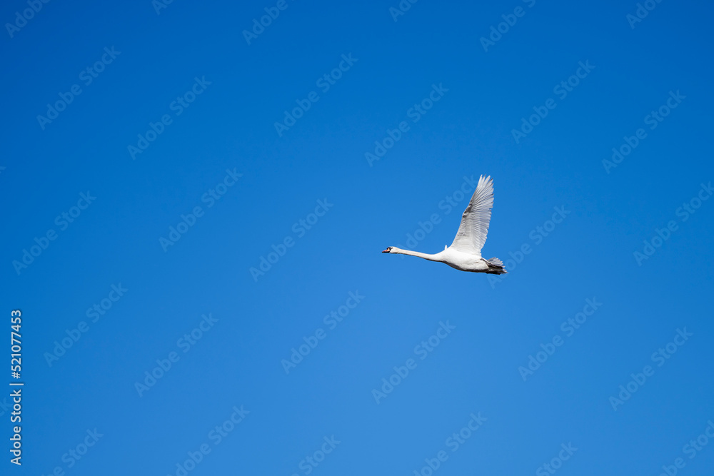 View of a white swan in flight with outstretched wings against clear blue sky at hornborga lake, Sweden. View of a white swan in flight with outstretched wings against clear blue sky at hornborga lake, Sweden.