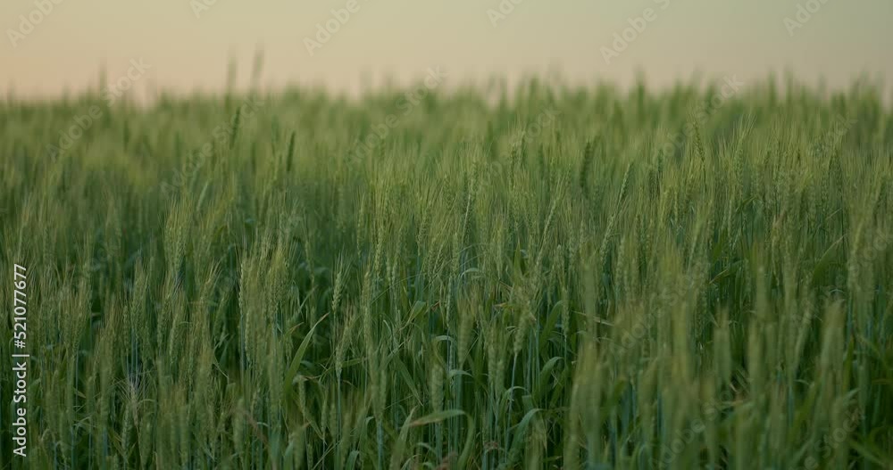 ears of rye or wheat in farmland in summertime, closeup view, agricultural landscape, 4K Prores ears of rye or wheat in farmland in summertime, closeup view, agricultural landscape, 4K Prores