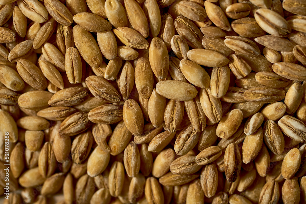 lot of grains of wheat close-up of yellow color lot of grains of wheat close-up of yellow color