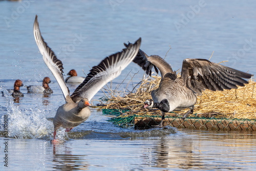 Canada geese showing aggressive behavior or dispute during mating time in Hornborga lake, Sweden.