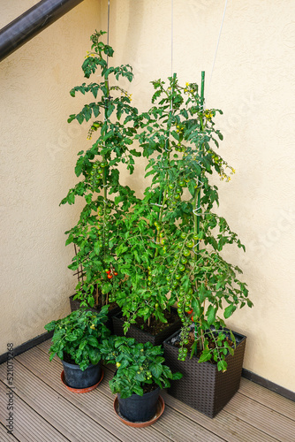Ecological cherry tomatoes grow in pots on the balcony of an apartment building