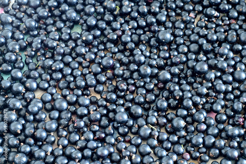 Black currants are laid out on the table.