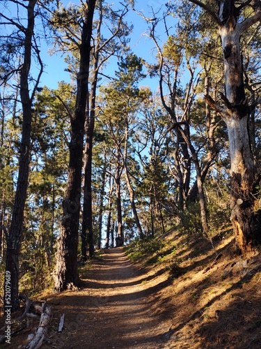 path in forest © Michael