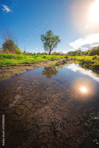 Landscape of sunny summer day in the park with isolated tree reflecting in the clear puddle with scorched dry ground at the bottom