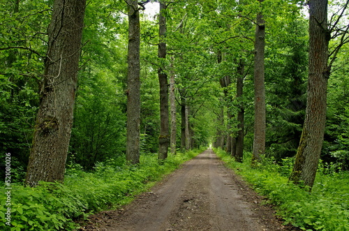 road in the forest © Rmj