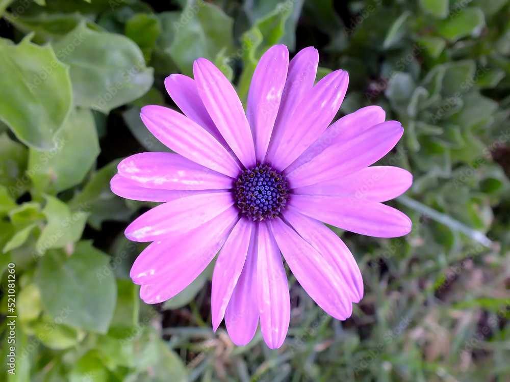 Close up of purple color African daisy flower with blurred green background Close up of purple color African daisy flower with blurred green background