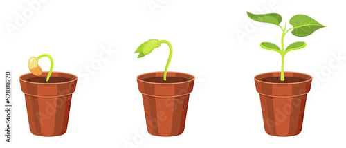 Cultivation in pot sprouts from seed. Growth of bean cotyledons. Vector illustration of plant seedlings.