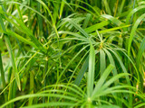 Full framed photo of Cyperus alternifolius, umbrella papyrus, umbrella sedge or umbrella palm. Green foliage of a grass-like plant.