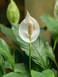 White flower of Spathiphyllum or spath. Blooming Peace lily. Flowering plant grows in greenhouse or home lit with sunlight.