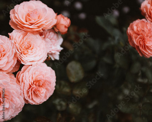 Pink Coral Roses, Buds, Close-up on a dark green background 