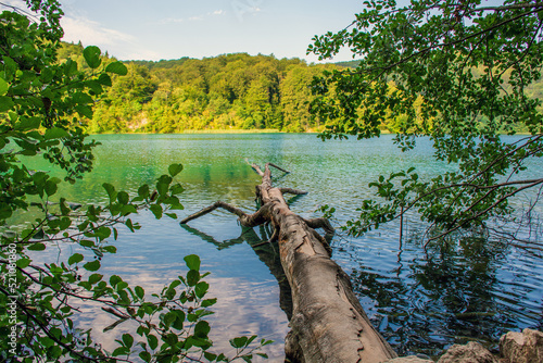 Plitvice lakes in Croatia, beautiful summer landscape with fallen tree in turquoise water © ArturSniezhyn