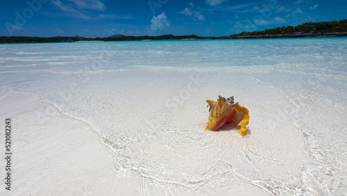 White sand beach in Bahamas with beautfiul conch shell. Travel concept. photo