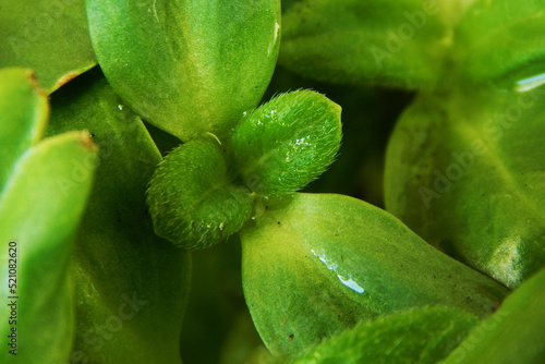 Broken cabbage microgreens, in a box of soil.