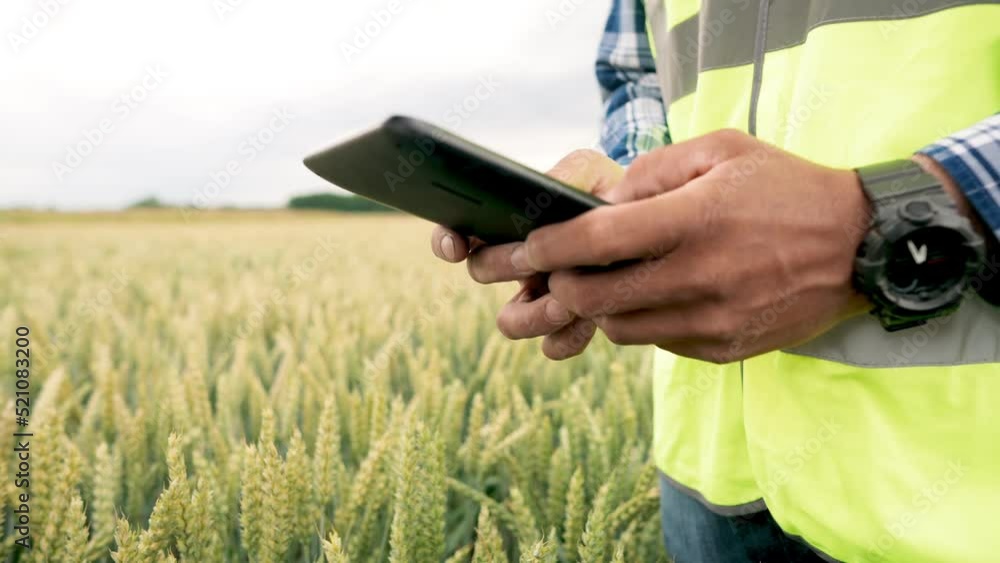 Agronomist in overalls enters data into a tablet, male hands hold a tablet on a background of wheat, close-up. Agronomist in overalls enters data into a tablet, male hands hold a tablet on a background of wheat, close-up.