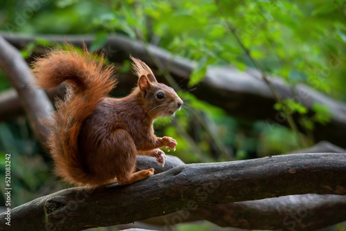 Eichhörnchen im Wald 