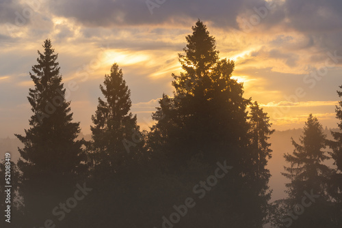 Beautiful morning forest landscape. Trees at sunrise close up. A beautiful view of the fir trees against the background of golden clouds. Wonderful golden light at sunrise. Natural background.