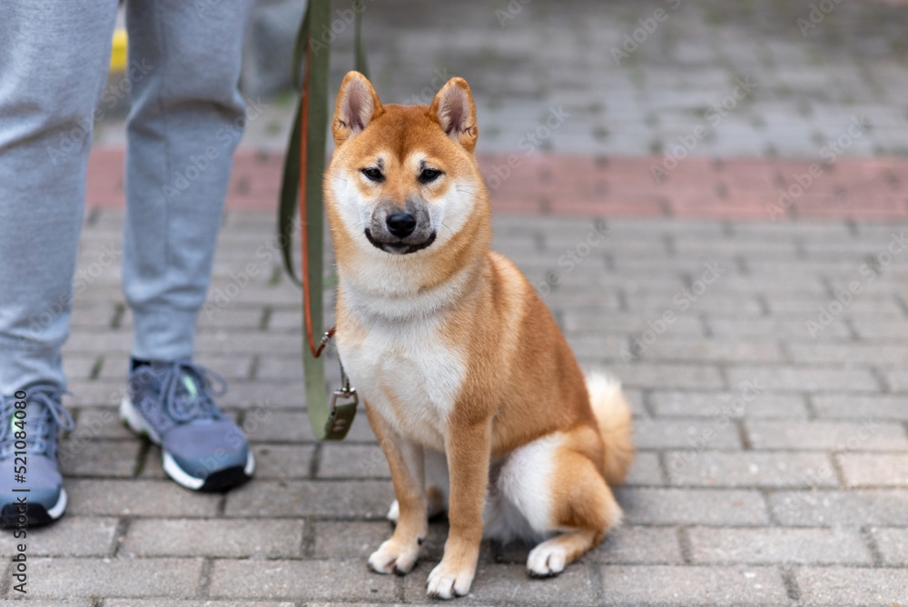 Akita inu, in the city on a leash.