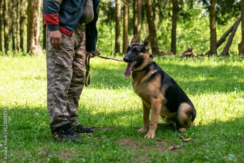Shepherd training for aggression, with dog handlers in the forest. © Artsiom P