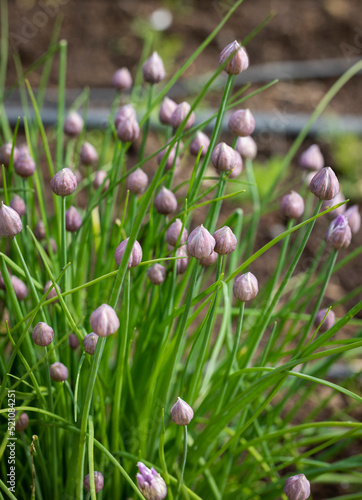 Flowering chives in the garden