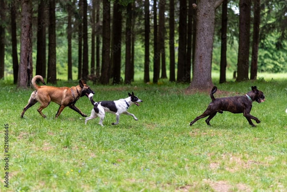 Belgian shepherd and boxer walking in the park. Belgian shepherd and boxer walking in the park.