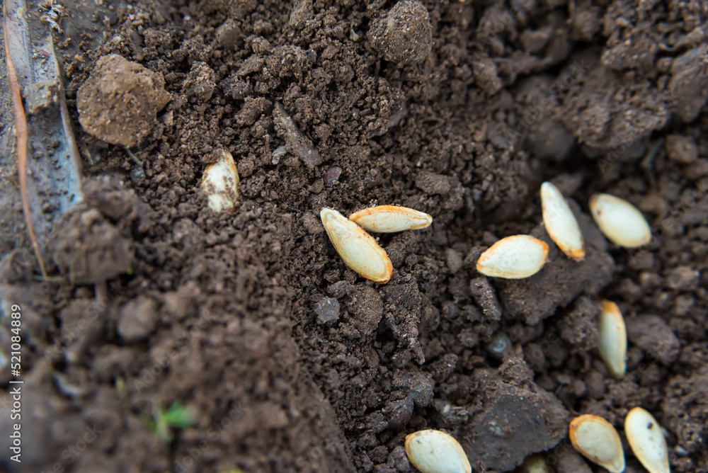 seeds in the ground ready to be planted seeds in the ground ready to be planted
