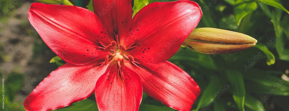 Beautiful red lilly in the garden, Lily joop flowers, Lilium oriental joop. Floral, spring, summer banner. Close up. Selective focus. Beautiful red lilly in the garden, Lily joop flowers, Lilium oriental joop. Floral, spring, summer banner. Close up. Selective focus.