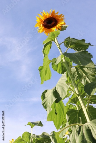 sunflower in blue sky