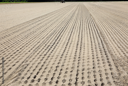 dry arid field without seedlings due to the drought that hit the plains and crops in summer photo