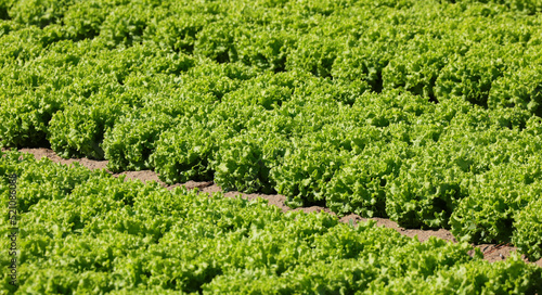 cultivated field with fresh green organic lettuce