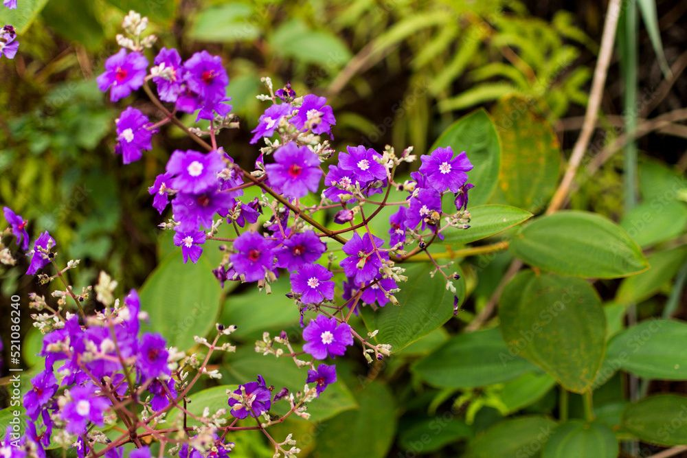Flowers in the garden at Angra dos Reis town, State of Rio de Janeiro, Brazil. Taken with Nikon D7100 35mm f 1.8mm lens, at 35mm, 1/800 f 1.8. ISO 125.