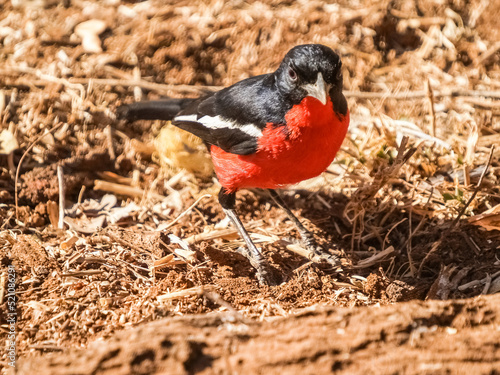 Crimson breasted shrike on ground photo