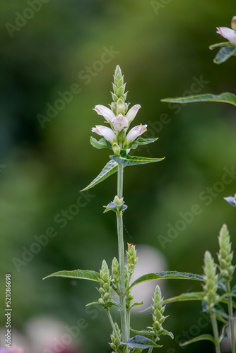  The white turtlehead (Chelone glabra)  species of plant native to North America, is a popular browse plant for deer. photo